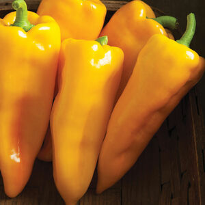 Organic Yellow Bull's Horn Peppers