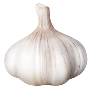 Organic Garlic Bulb