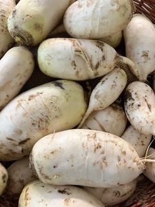 Organic White Daikon Radishes