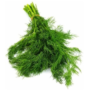Organic Dill