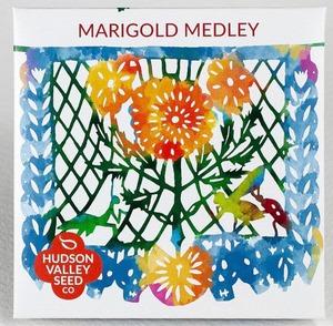 Hudson Valley Seed Co. Marigold Medley - Thumbnail 4