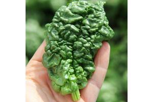 Abundant Bloomsdale Spinach Seeds