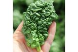 Abundant Bloomsdale Spinach Seeds