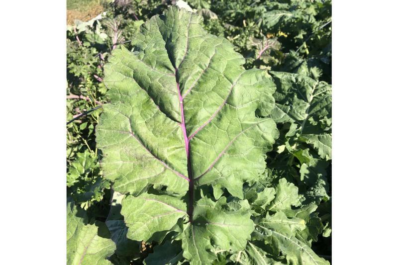 All Stars Kale Seeds