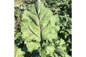 All Stars Kale Seeds