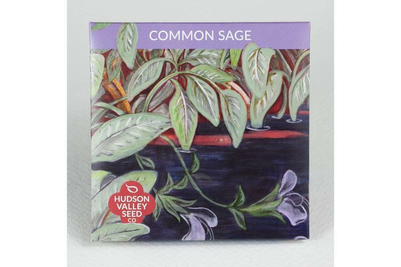 Common Sage Seeds