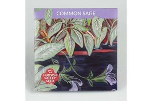 Common Sage Seeds