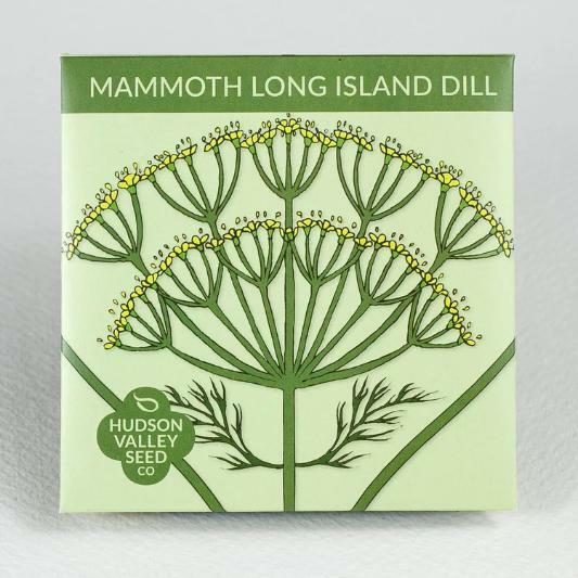 Mammoth Long Island Dill Seeds
