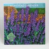 Munstead Lavender Seeds