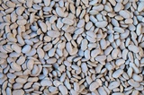 Rancho Gordo - Cassoulet (Tarbais) Bean
