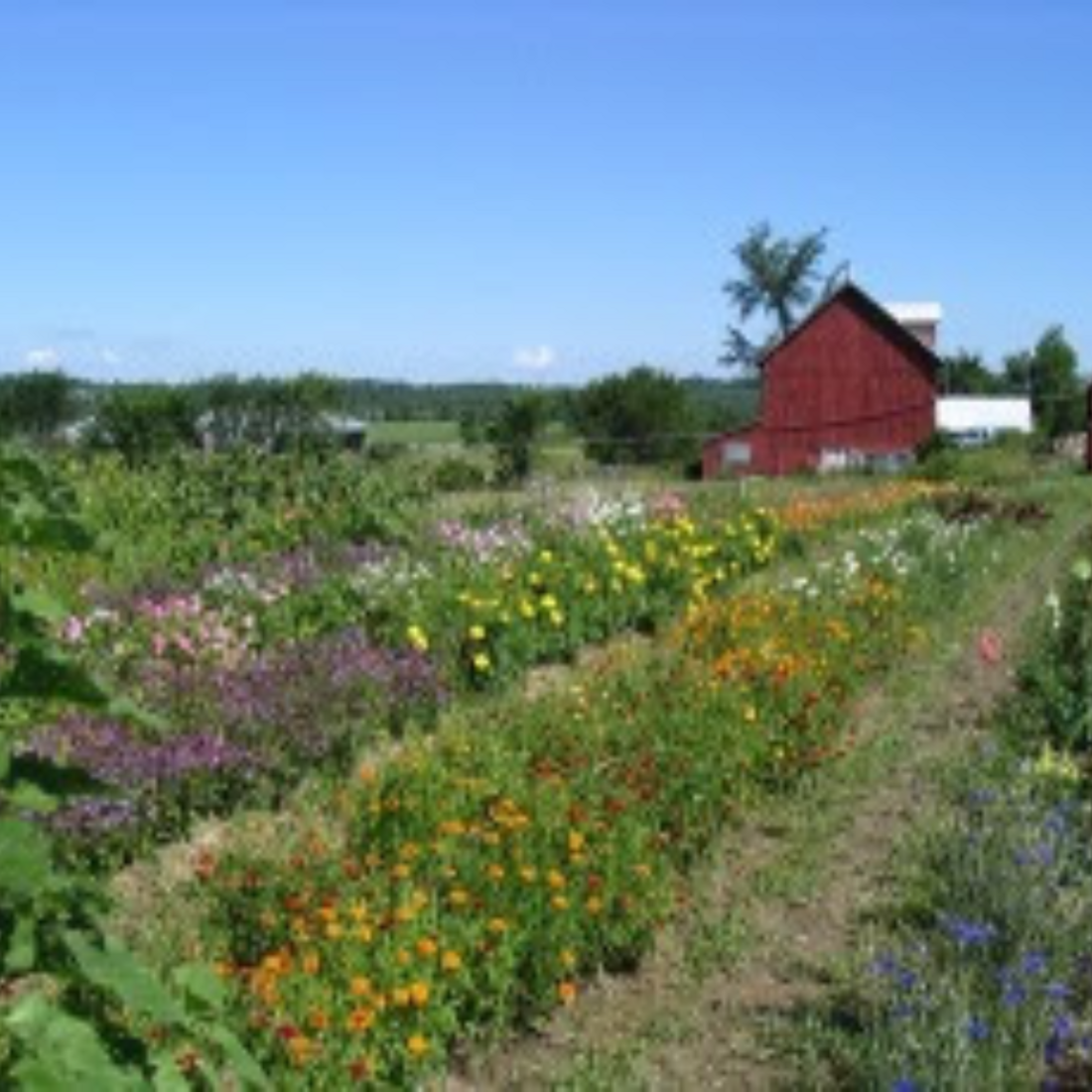 Stony Loam Farm